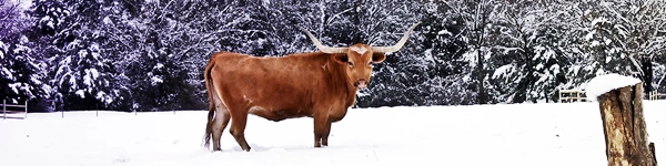 Preparación para tormentas invernales